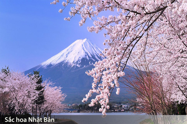 Nhật Bản rực rỡ mùa hoa