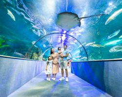 Vé vui chơi khu VinKE và Thủy cung Aquarium Times City Hà Nội