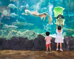 Vé tham quan Thủy Cung Aquarium & Vé vui chơi VinKE Hà Nội