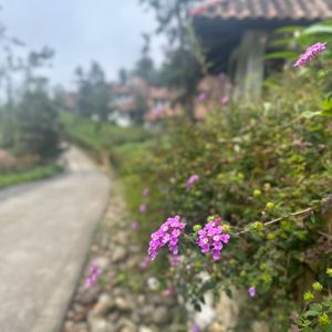 Ville De Mont Mountain Resort Sapa