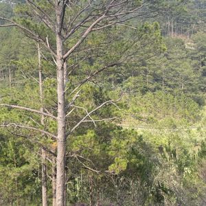 Swiss-Belresort Tuyền Lâm Đà Lạt