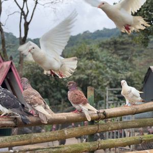 Melia Bavi Mountain Retreat