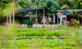 Willow's Farm