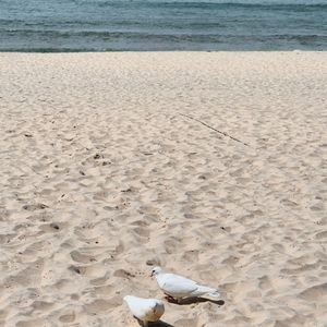 Seahorse Resort & Spa Phan Thiết