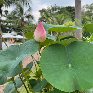 Fleur De Lys Resort & Spa Long Hải