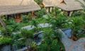 Sea Breeze Bungalow
