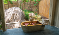Jungle Rock Villa