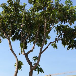 Alma Cam Ranh Resort - Nha Trang