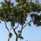 Alma Cam Ranh Resort - Nha Trang