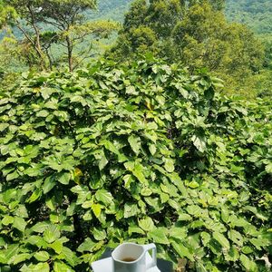 Melia Bavi Mountain Retreat