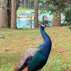 Dalat Edensee Lake Resort & Spa